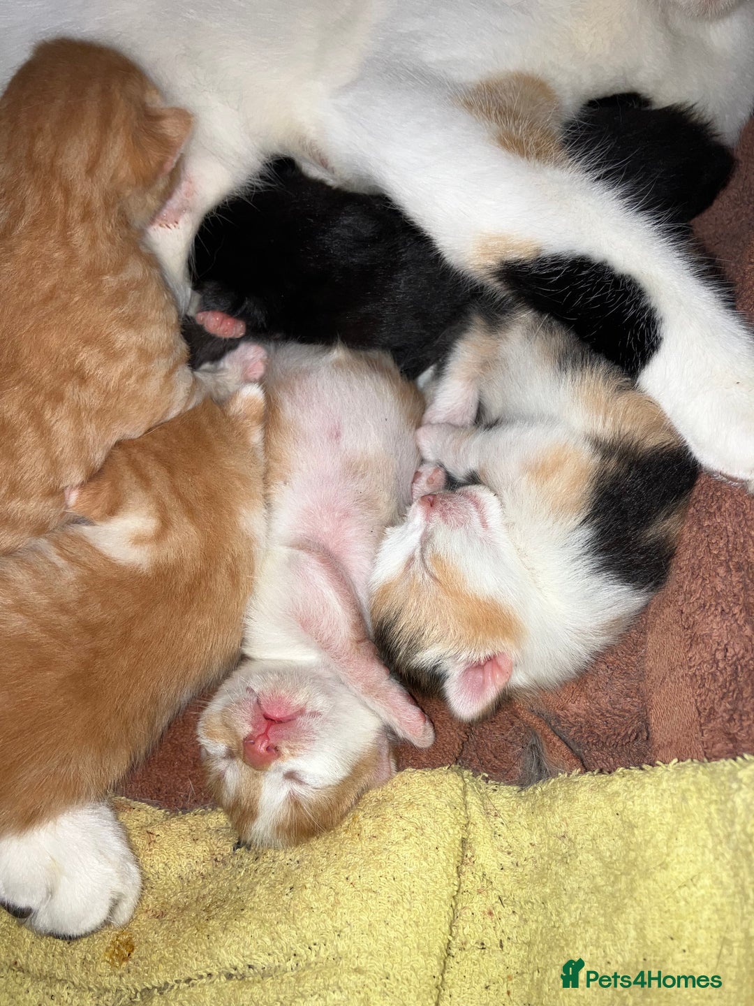 Mixed Breed cats for sale: Beautiful kittens for sale - Advert 8