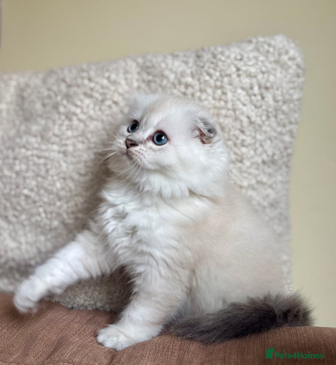 Scottish Fold cats for sale: 🌟🌟🌟🌟🌟Pedigree Scottish Fold Kittens - Advert 14