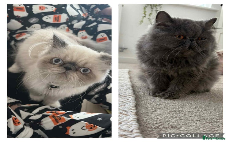 Persian cats - Advert 1