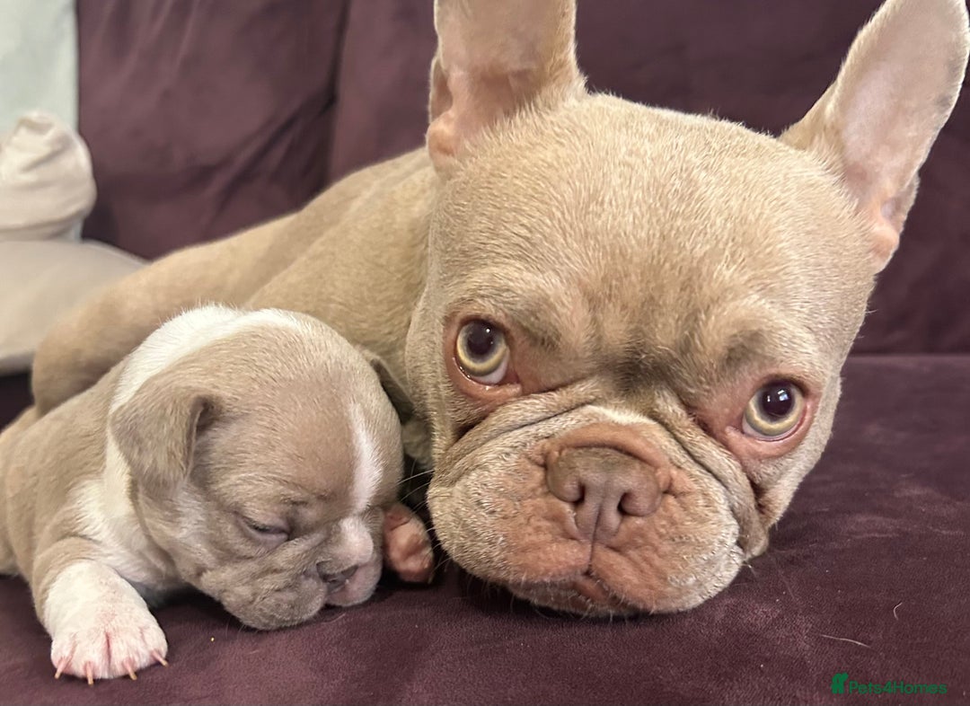 French Bulldog dogs for sale: Prada tiny Kc female new shade Isabella  - Image 14