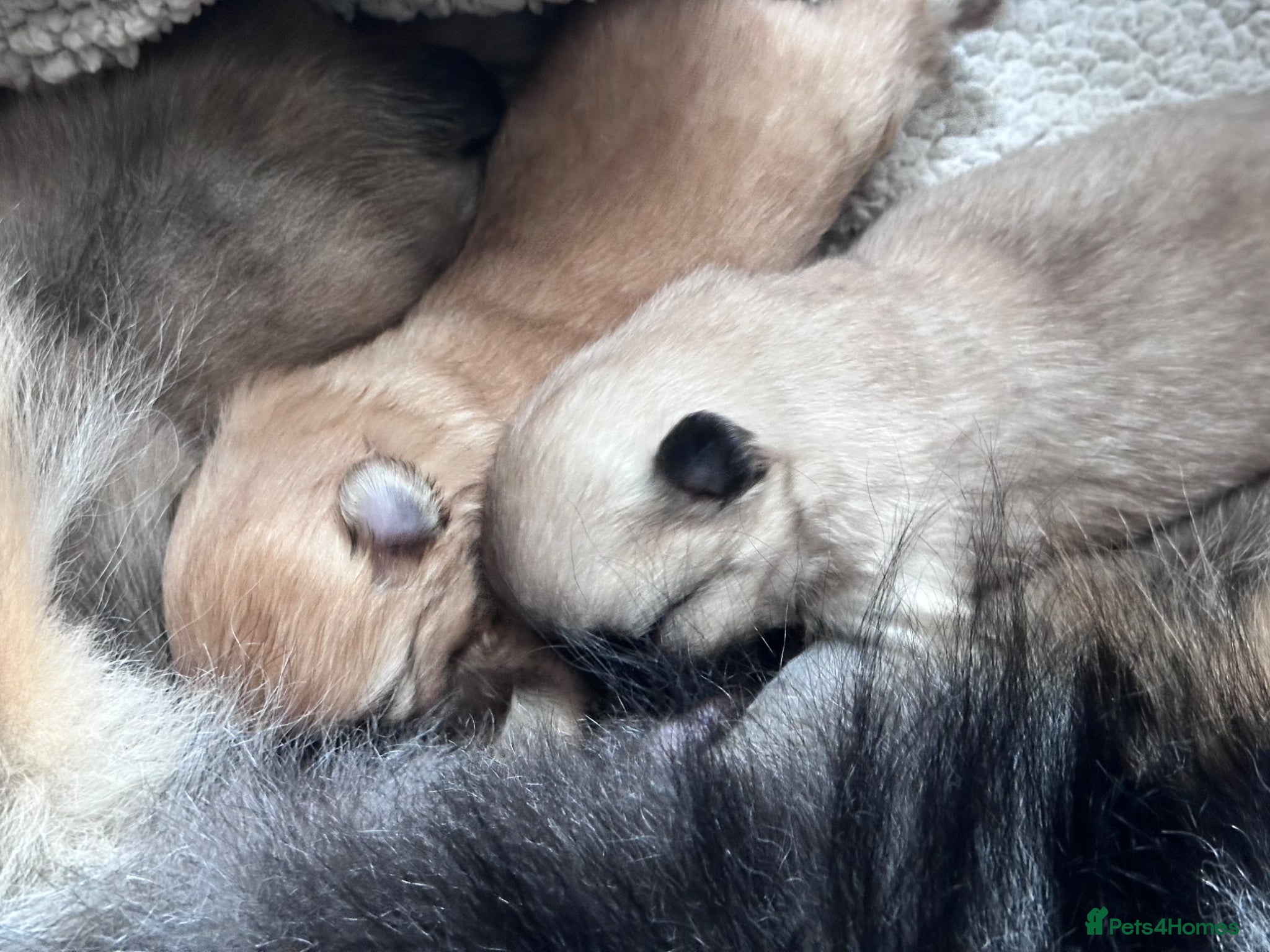 Pomeranian dogs Rainbow litter Pomeranian KC Reg - Advert 3