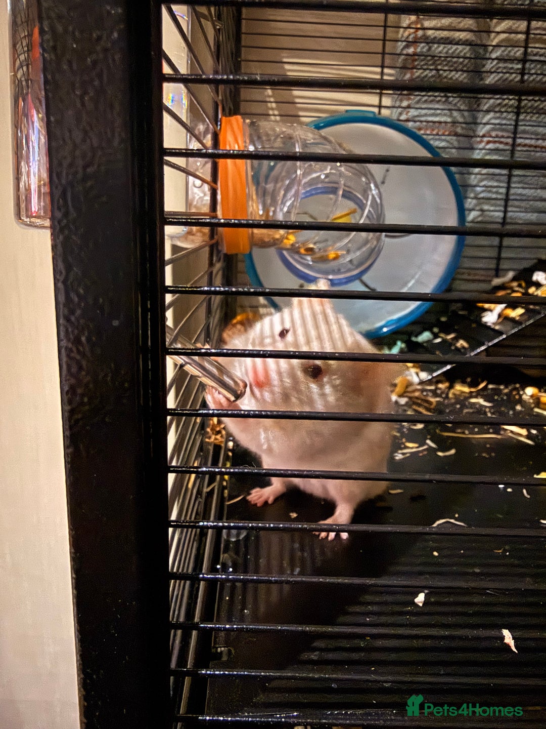 Hamster rodents for sale: Beige and white hamster including cage - Advert 11