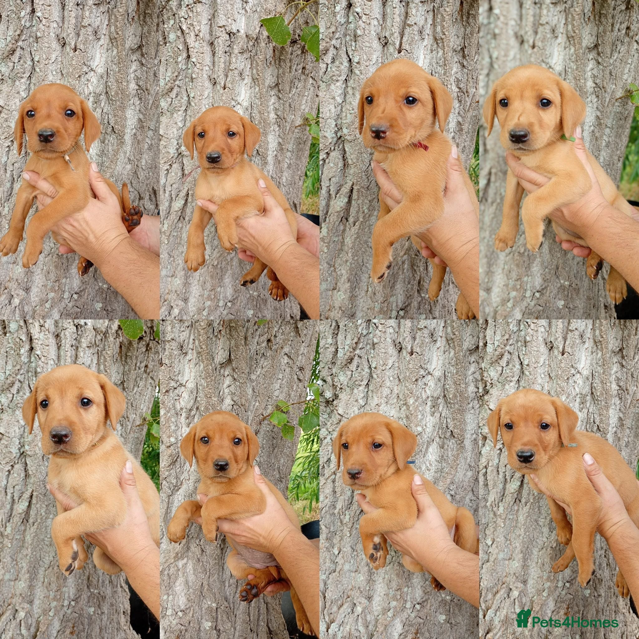 Labrador Retriever dogs Foxred labrador puppies - Advert 16