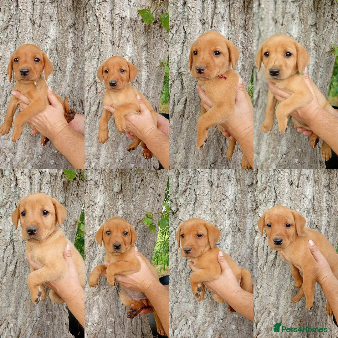 Labrador Retriever dogs for sale: Foxred labrador puppies - Advert 1