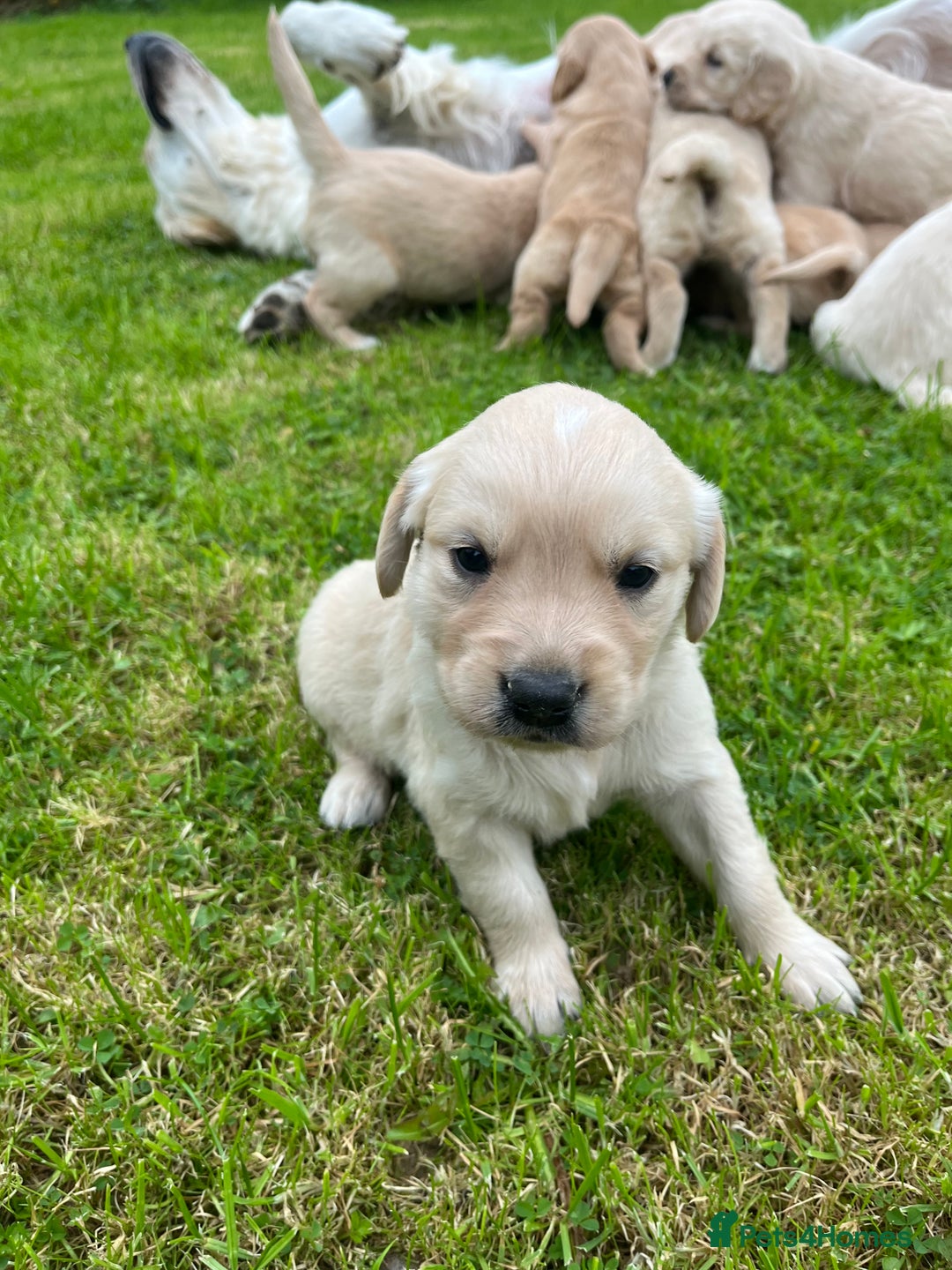 Golden Retriever dogs for sale: Golden retriever puppies - Image 7