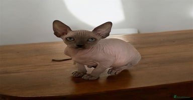 Sphynx cats - Advert 3