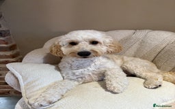 Cockapoo dogs for sale: 5 yr old Cockapoo & 1 year old Cockapoo - Image 1