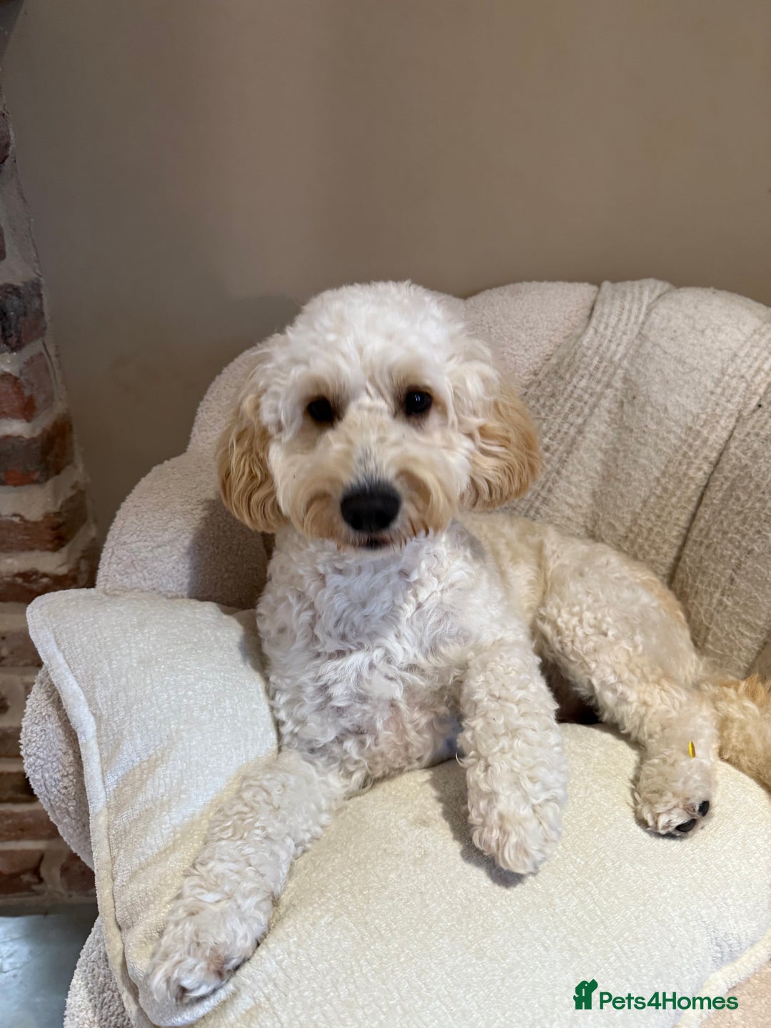 Cockapoo dogs for sale: 5 yr old Cockapoo & 1 year old Cockapoo - Image 1