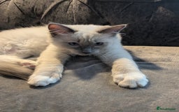 Ragdoll cats for sale: 💛*GCCF Registered *💛Pedigree Ragdoll kittens - Image 5
