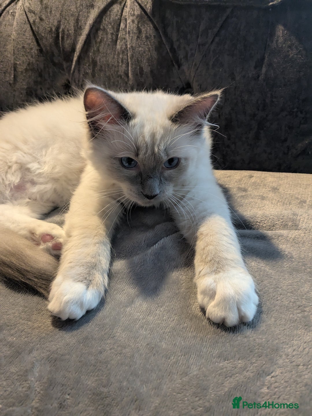 Ragdoll cats for sale: 💛*GCCF Registered *💛Pedigree Ragdoll kittens - Image 5