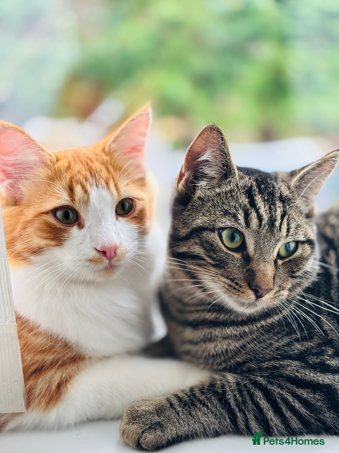 Mixed Breed cats for sale: Mitch & Bingo  - Advert 7