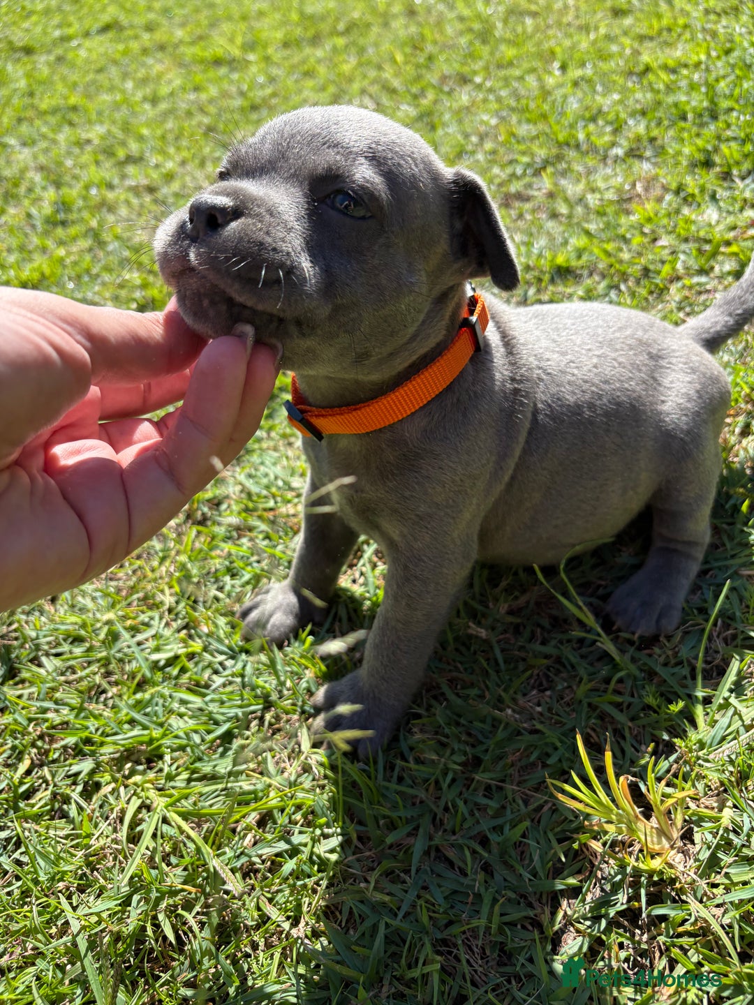 Staffordshire Bull Terrier dogs for sale:  Staffordshire Bull Terrier puppies for sale - Advert 2