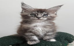 Maine Coon cats for sale: Ready for reservation 🥰 - Image 12