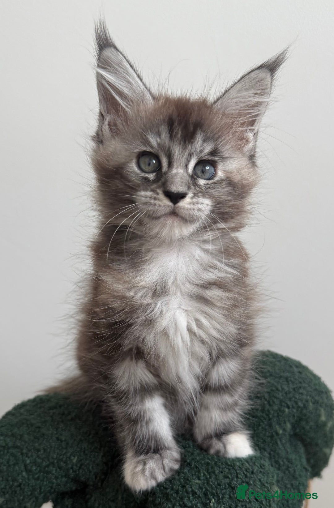 Maine Coon cats for sale: Ready for reservation 🥰 - Image 12