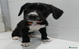 Mixed Breed dogs for sale: 2 months old - Alaskan malamute x Springardor - Image 6