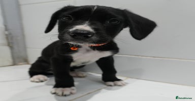 Mixed Breed dogs - Advert 4