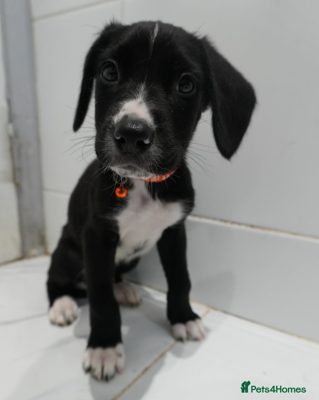 Mixed Breed dogs for sale: 2 months old - Alaskan malamute x Springardor - Image 6