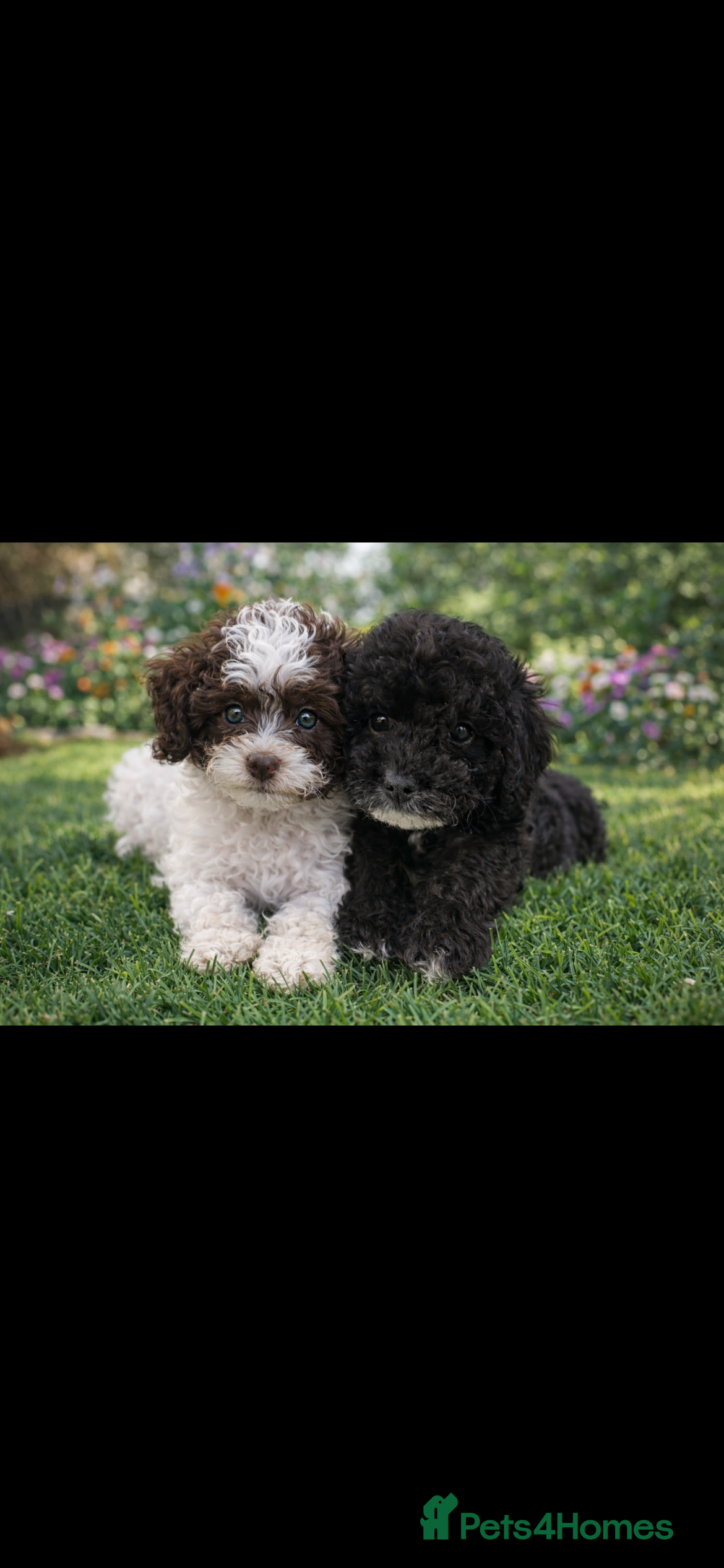 Cavapoo dogs F1b Cavapoo puppies 🐶 fully health tested  - Advert 18