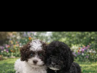 Cavapoo dogs F1b Cavapoo puppies 🐶 fully health tested - Advert 18