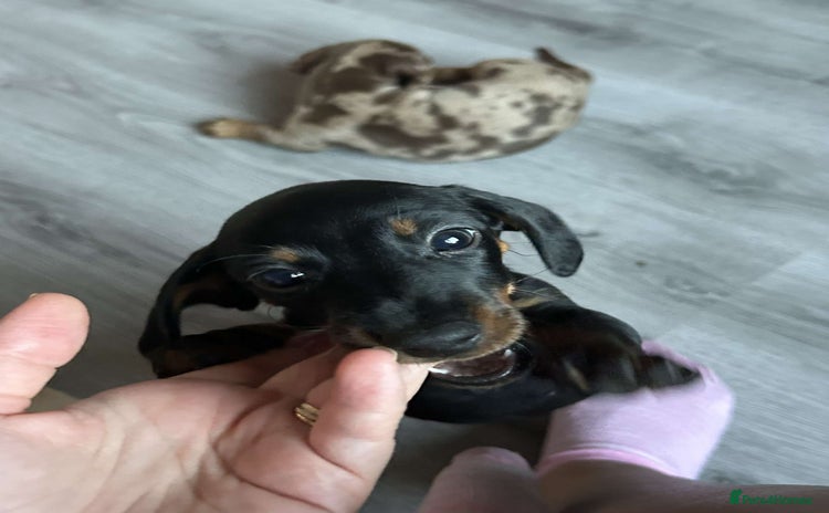 Miniature Dachshund dogs - Advert 5