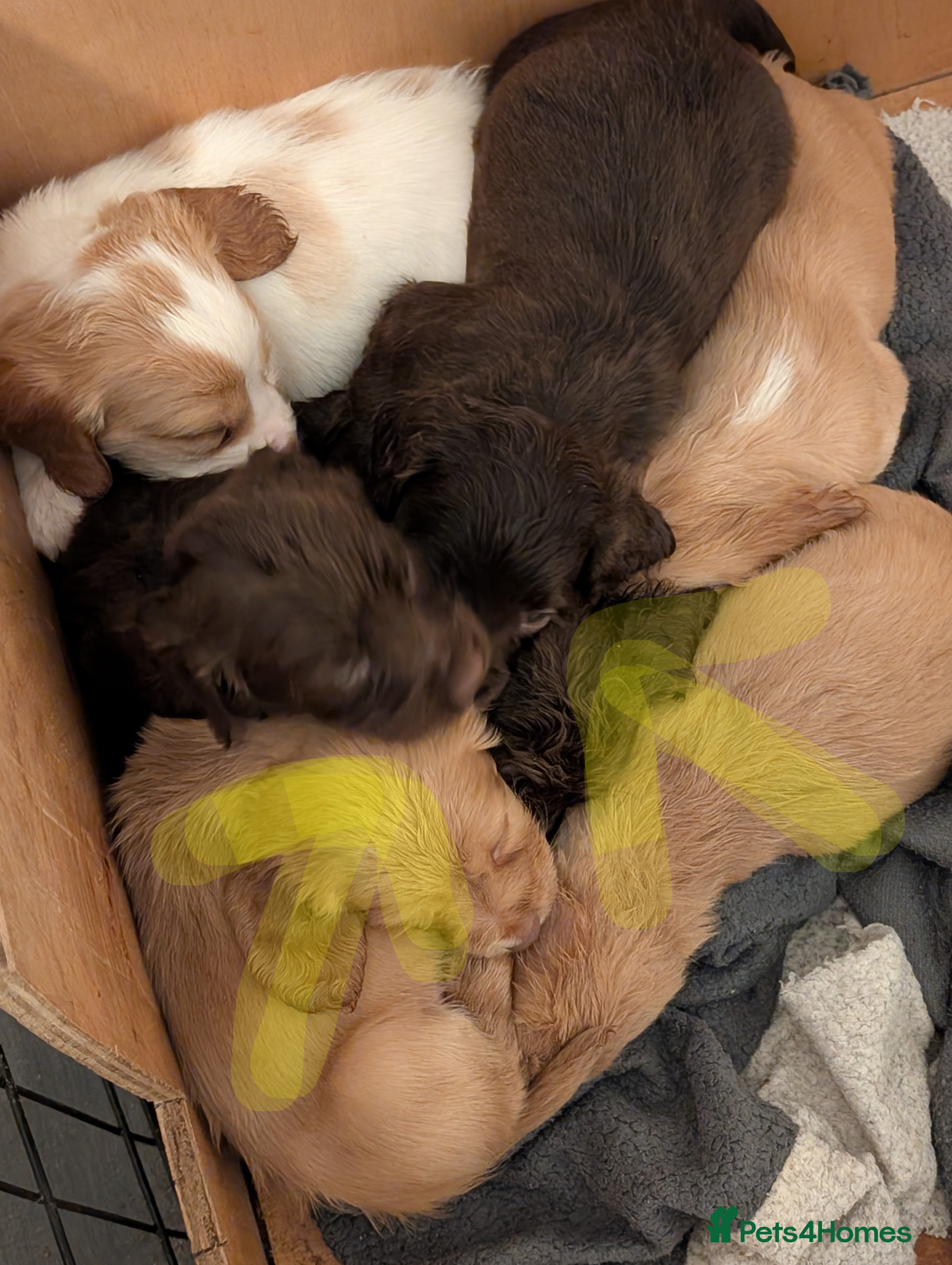 Cocker Spaniel dogs stunning cocker spaniel pups 2 male available - Advert 18