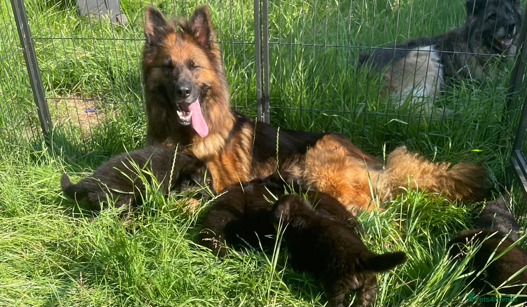 German Shepherd dogs for sale: German Shepherd pups KCRegistered/hip&elbow scored - Image 7