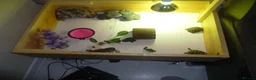 Hermann Tortoise reptiles for sale: 2x Hermann Tortoises With Tortoise Table SetUp in Bournemouth - Advert 5