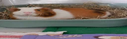 Guinea Pig rodents for sale: Male guinea pig  - Advert 1