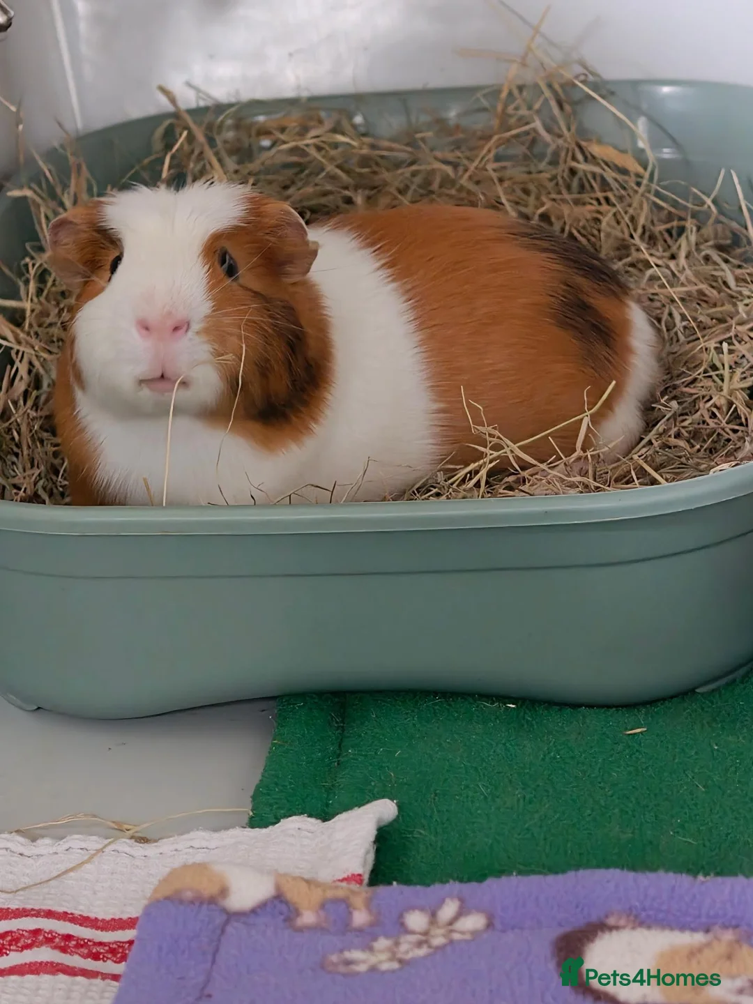Guinea Pig rodents for sale: Male guinea pig  - Advert 1