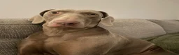 Weimaraner dogs for sale: 1 Stunning Weimaraner Puppy Boy Available - Advert 6