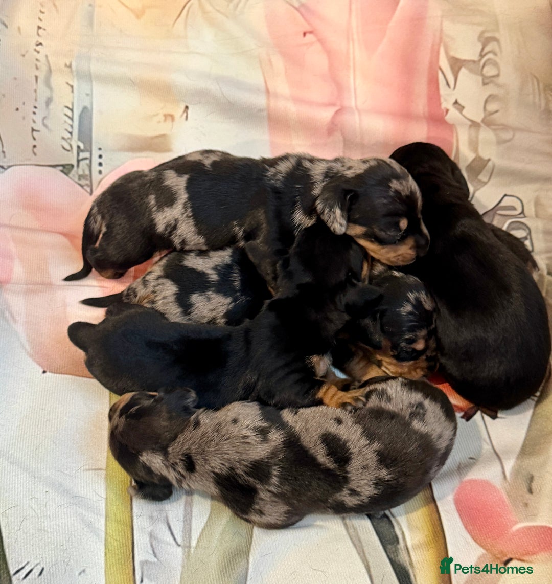 Dachshund dogs for sale: Pedigree Dachshund puppies PRA clear health tested - Image 15