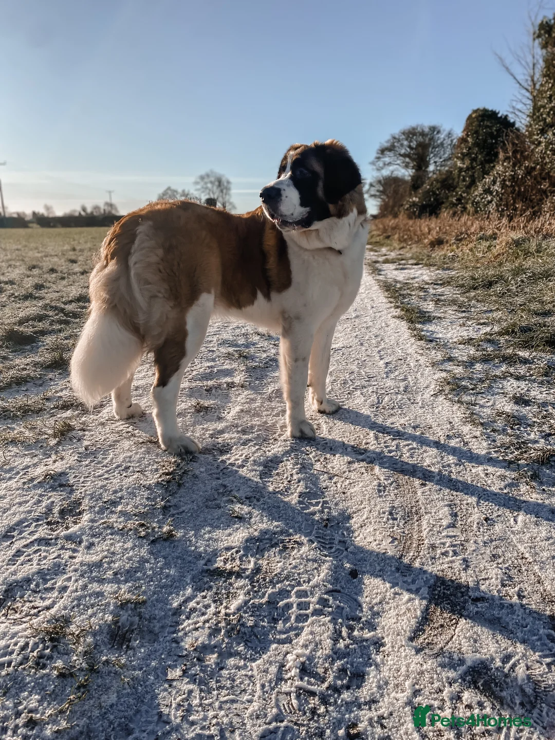 Saint Bernard dogs for sale:  Rehoming Post, Saint Bernard (3 years old)  in Newport - Advert 1