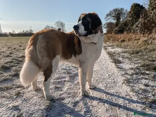 Saint Bernard dogs Rehoming Post, Saint Bernard (3 years old) - Advert 16