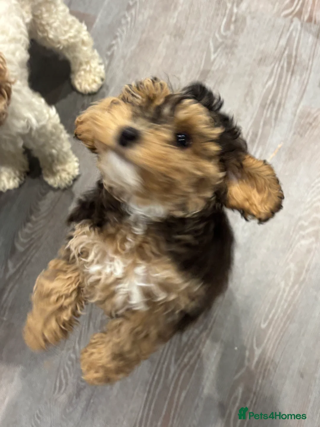 Cockapoo dogs for sale: Toy cockerpoo  - Advert 4