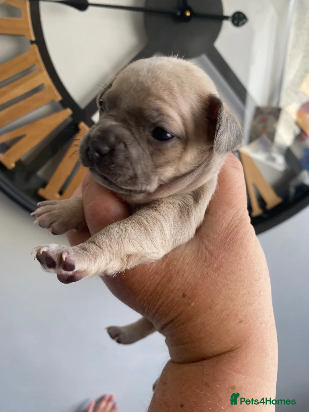 Mixed Breed dogs for sale: Frenchie x chihuahua  in Neath - Advert 1