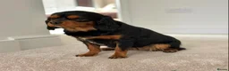 Cavalier King Charles Spaniel dogs for sale: KC reg female Black / Tan king Charles Cavalier - Advert 2