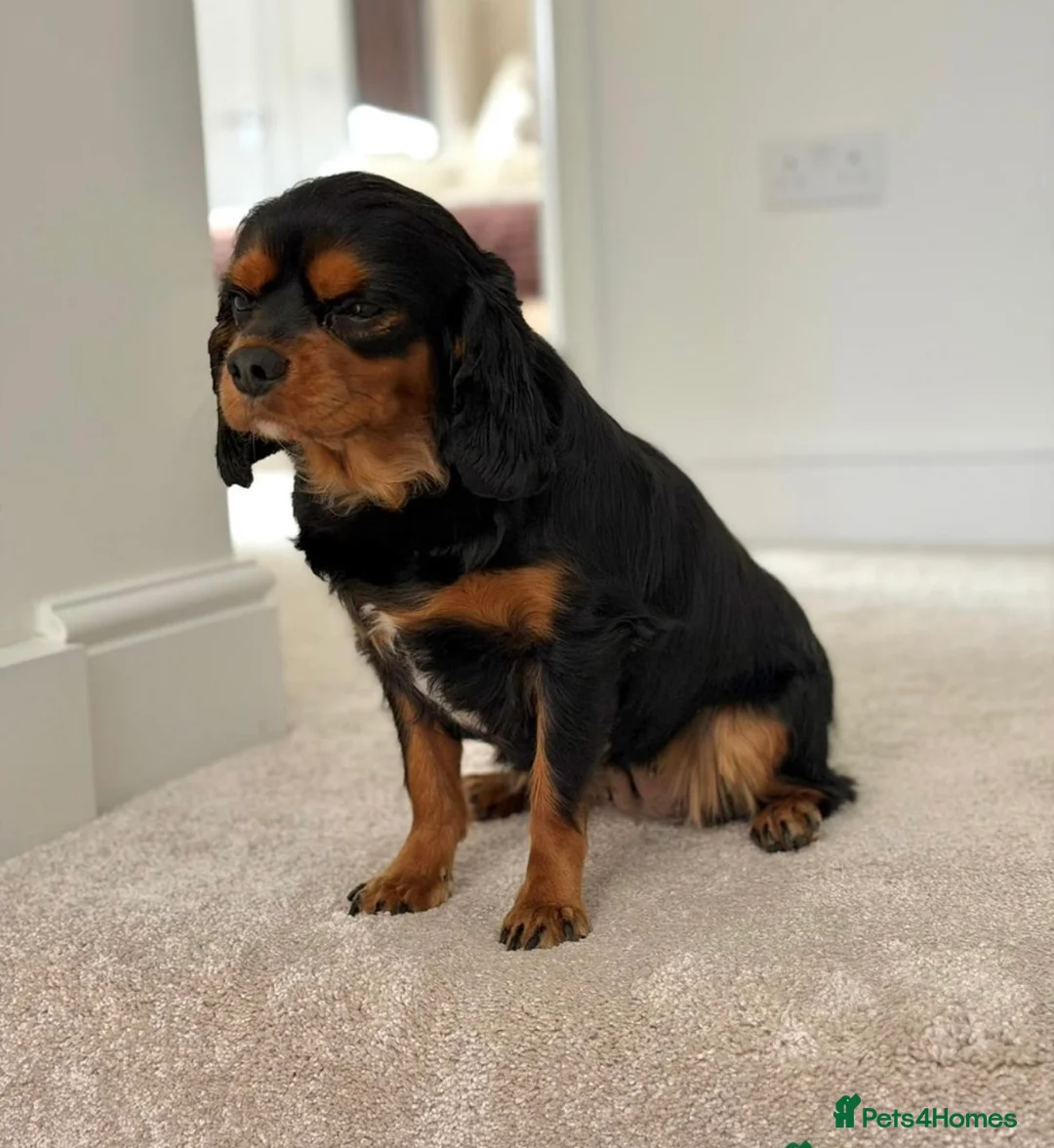 Cavalier King Charles Spaniel dogs for sale: KC reg female Black / Tan king Charles Cavalier - Advert 2