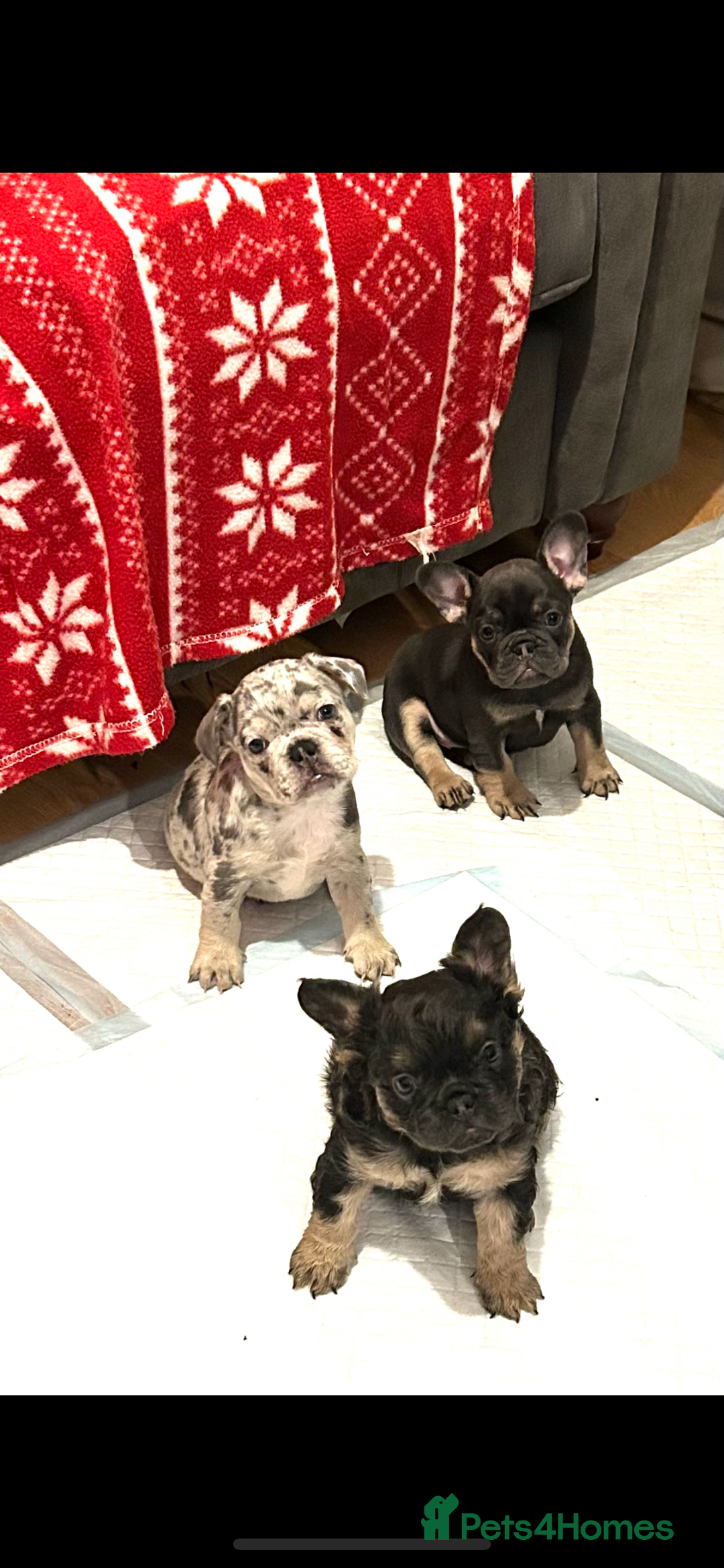 French Bulldog dogs for sale: Stunning fluffy Frenchies ready to leave now  - Advert 2