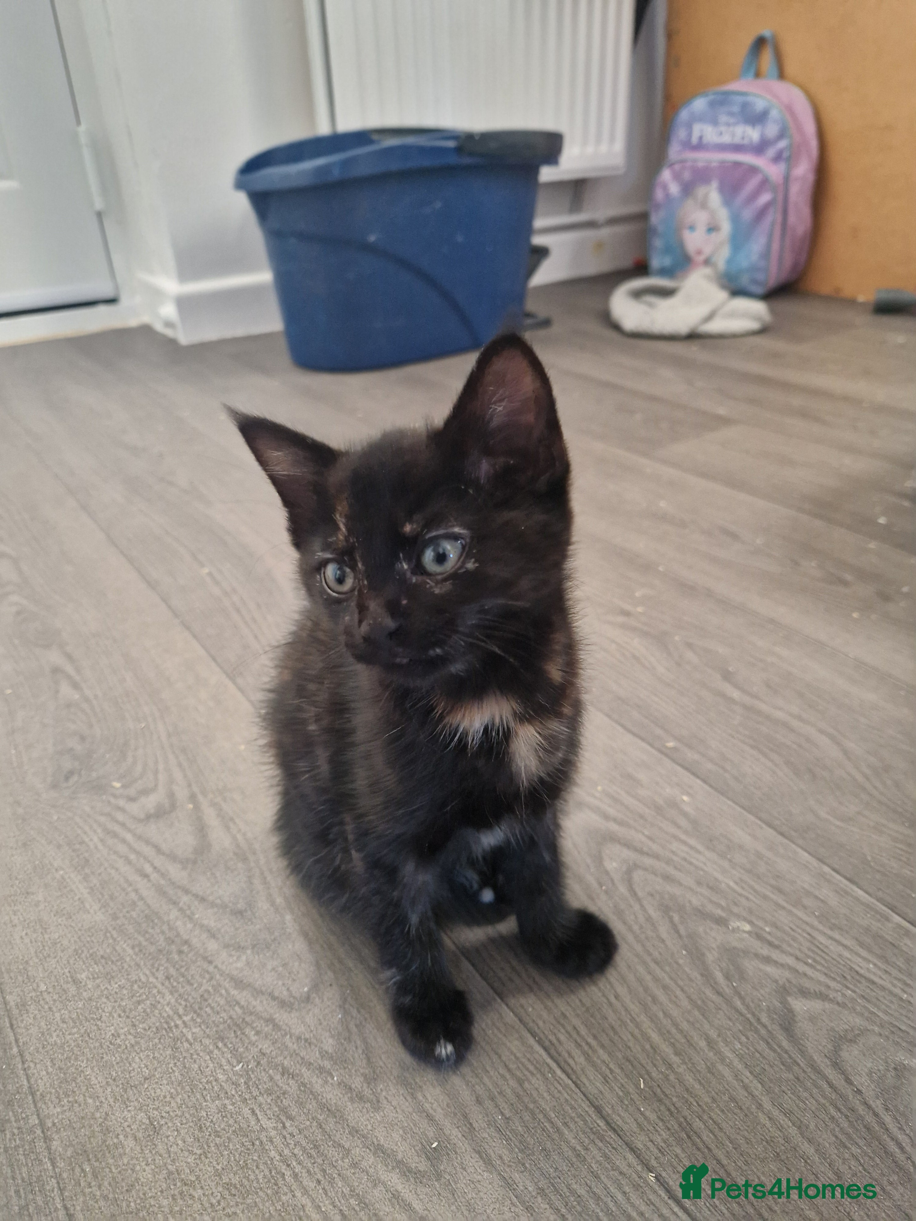 Ragdoll cats Kittens for sale - Advert 12