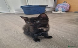 Ragdoll cats for sale: Kittens for sale - Advert 1