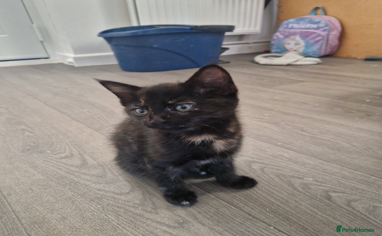 Ragdoll cats Kittens for sale - Advert 1