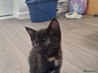 Ragdoll cats Kittens for sale - Advert 13