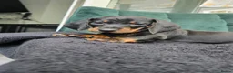 Dachshund dogs for sale: KC Standard Long Haired & Smooth Dachshund Puppies - Advert 9