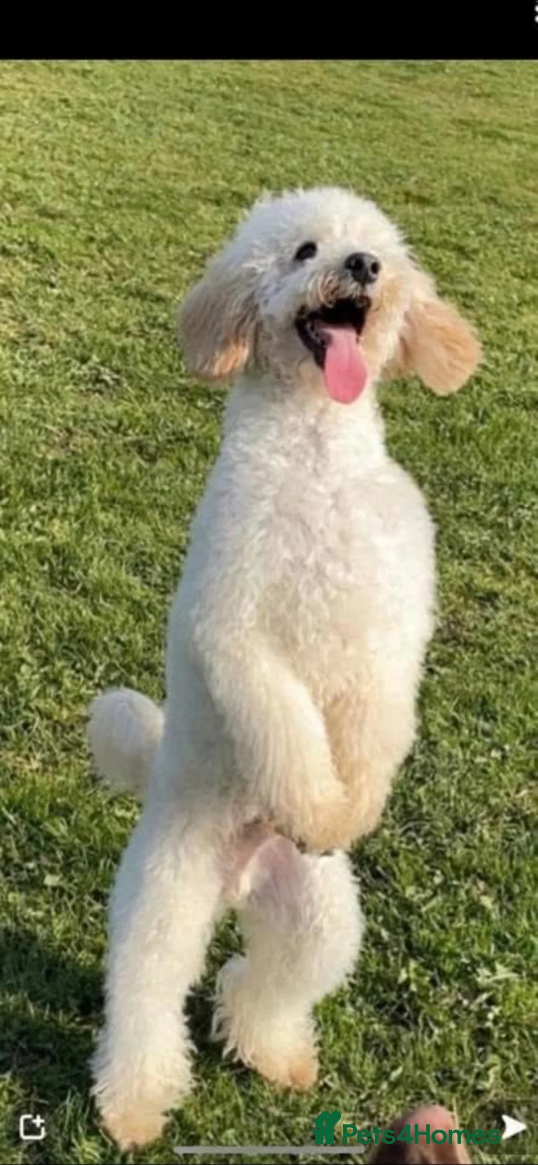 Miniature Poodle dogs for sale: Miniature poodle babies 😍😍 in Doncaster - Advert 8