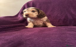 Cocker Spaniel dogs for sale: 🩷Stunning chocolate sable roan show type cocker🩷 - Advert 27