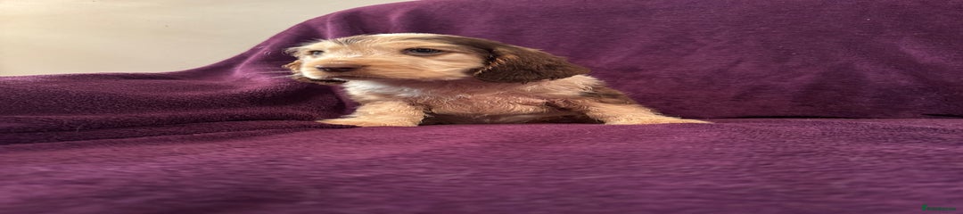 Cocker Spaniel Puppy 3