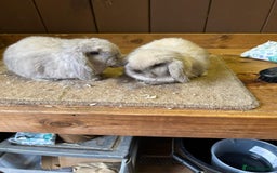 Mini Lop rabbits for sale: 2 seal point bucks  - Advert 1