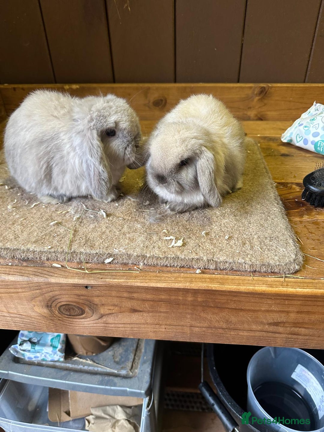 Mini Lop rabbits for sale: 2 seal point bucks  - Advert 1