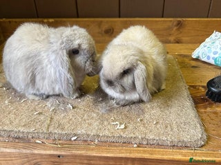 Mini Lop rabbits 2 seal point bucks - Advert 4