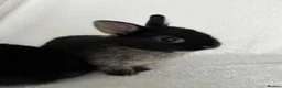 Netherland Dwarf rabbits for sale: Show Lines Well Handled TRUE Netherland Dwarfs - Advert 4